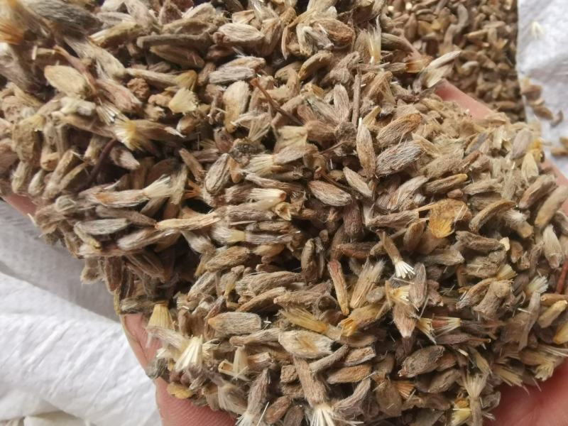 改良白术种子，发芽率高，纯新种子提供种植技术包回收