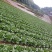 湖北白菜长阳黄心白菜农户自种白菜净菜毛菜入库包装一条龙