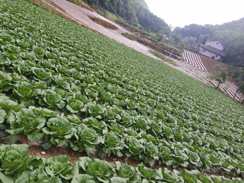 湖北白菜长阳黄心白菜农户自种白菜净菜毛菜入库包装一条龙