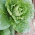 湖北白菜长阳黄心白菜农户自种白菜净菜毛菜入库包装一条龙