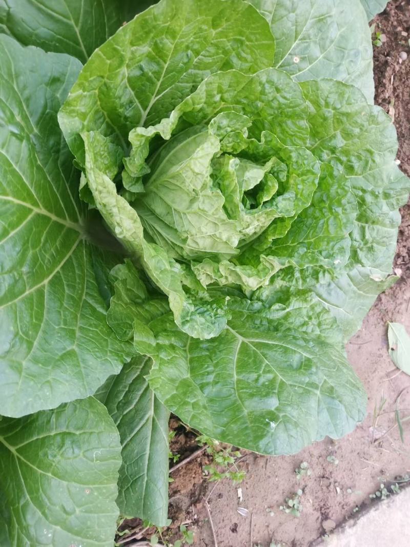 湖北白菜长阳黄心白菜农户自种白菜净菜毛菜入库包装一条龙