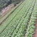 湖北白菜长阳黄心白菜农户自种白菜净菜毛菜入库包装一条龙