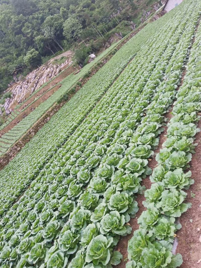 湖北白菜长阳黄心白菜农户自种白菜净菜毛菜入库包装一条龙