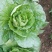 湖北白菜长阳黄心白菜农户自种白菜净菜毛菜入库包装一条龙