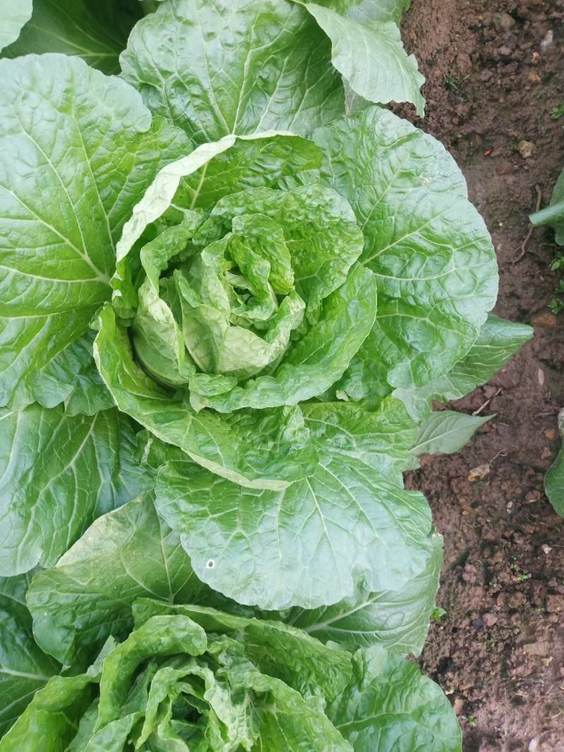 湖北白菜长阳黄心白菜农户自种白菜净菜毛菜入库包装一条龙
