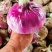 精品推荐紫皮洋葱大量供应一手货源基地直发
