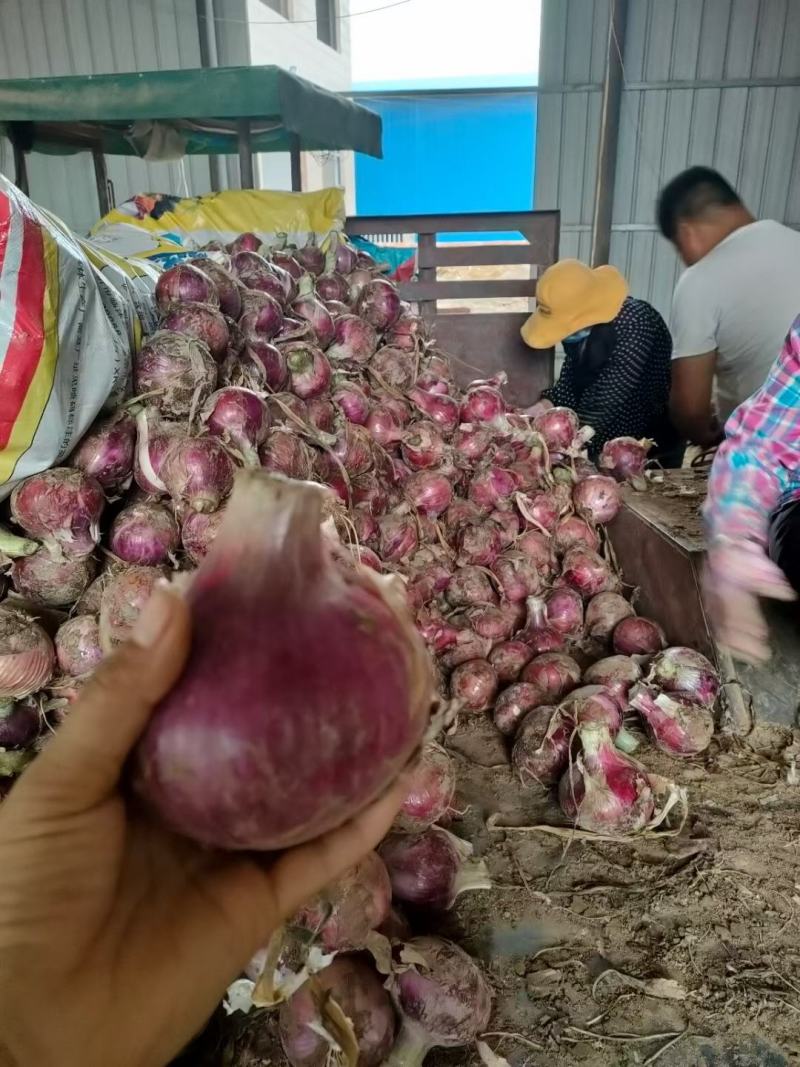 精品推荐紫皮洋葱大量供应一手货源基地直发