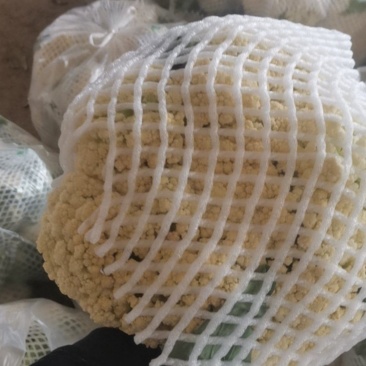 甘肃定西市临洮精品新鲜菜花应季蔬菜量大从优