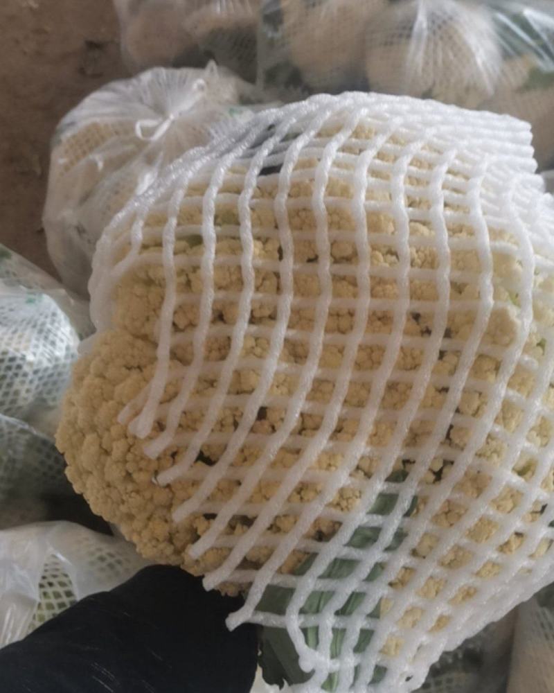 甘肃定西市临洮精品新鲜菜花应季蔬菜量大从优