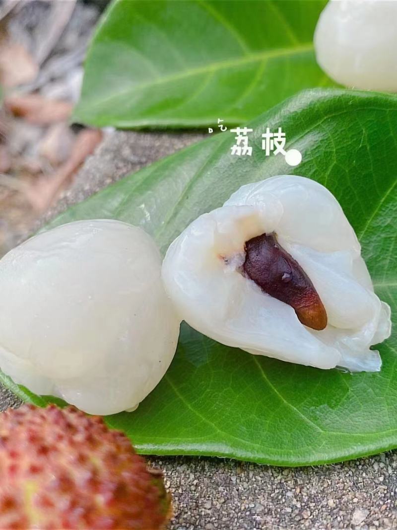 妃子笑荔枝广西荔枝大量上市基地直发欢迎老板量大优先