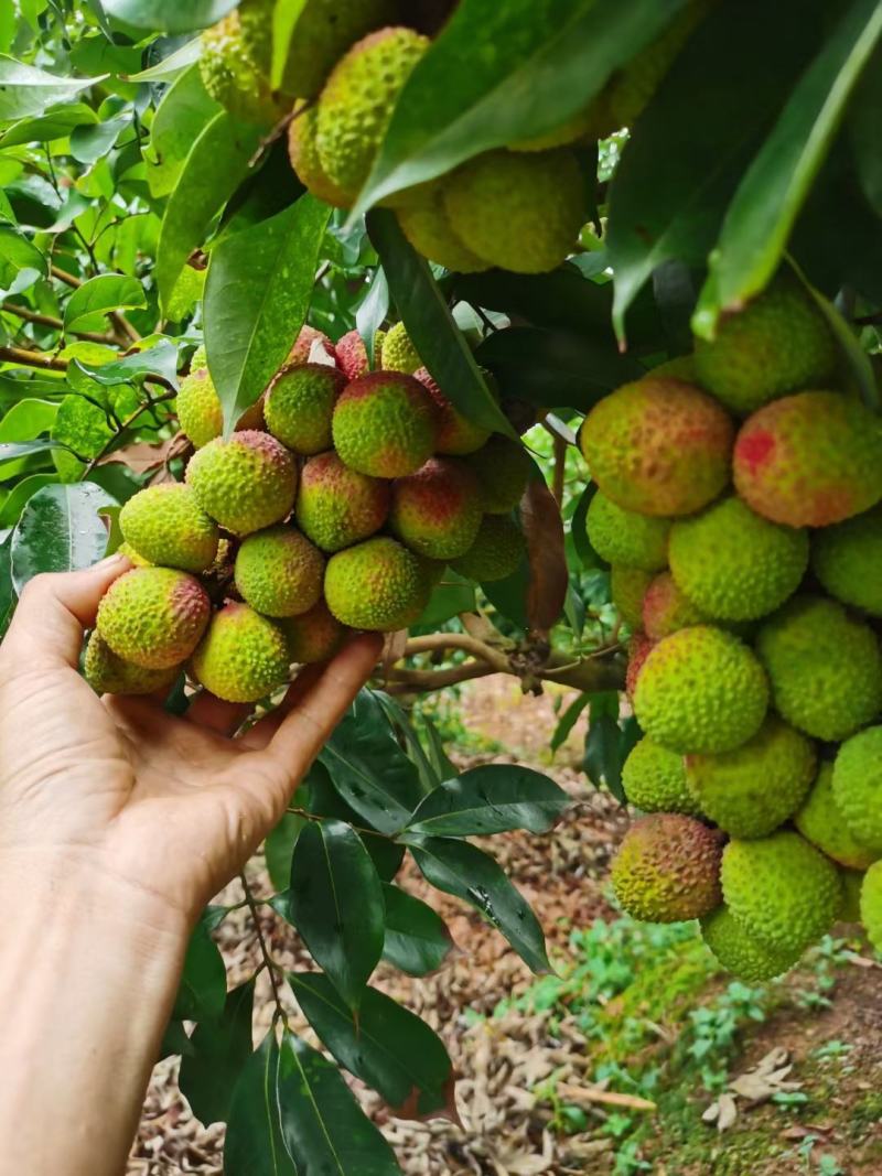 妃子笑荔枝广西荔枝大量上市基地直发欢迎老板量大优先