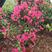 水红三角梅盆苗，枝繁叶茂，一年四季都开花