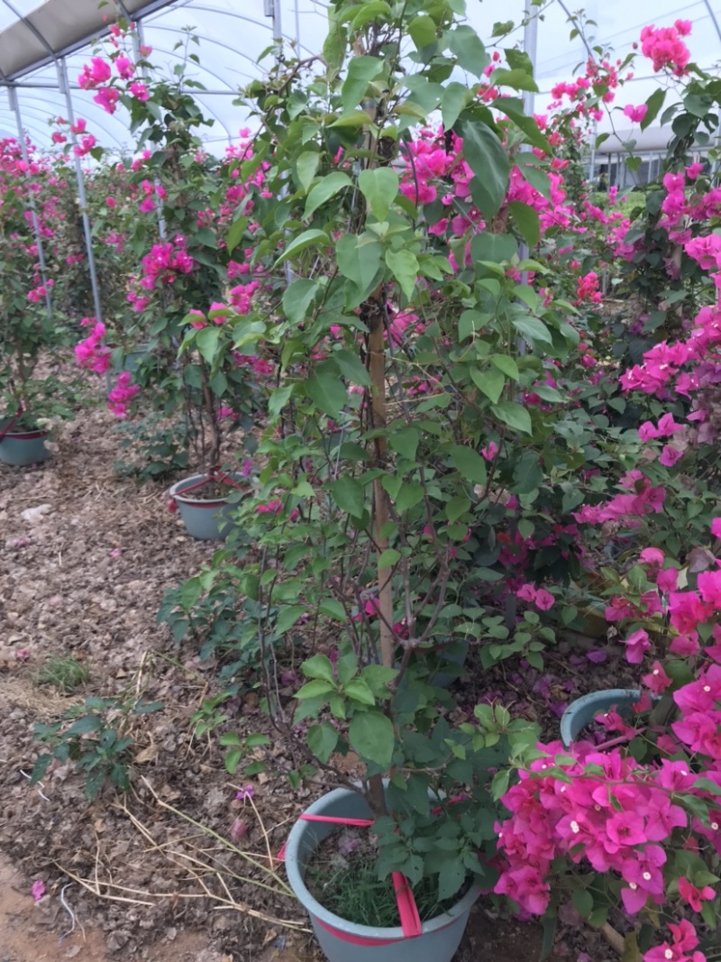 水红三角梅盆苗，枝繁叶茂，一年四季都开花