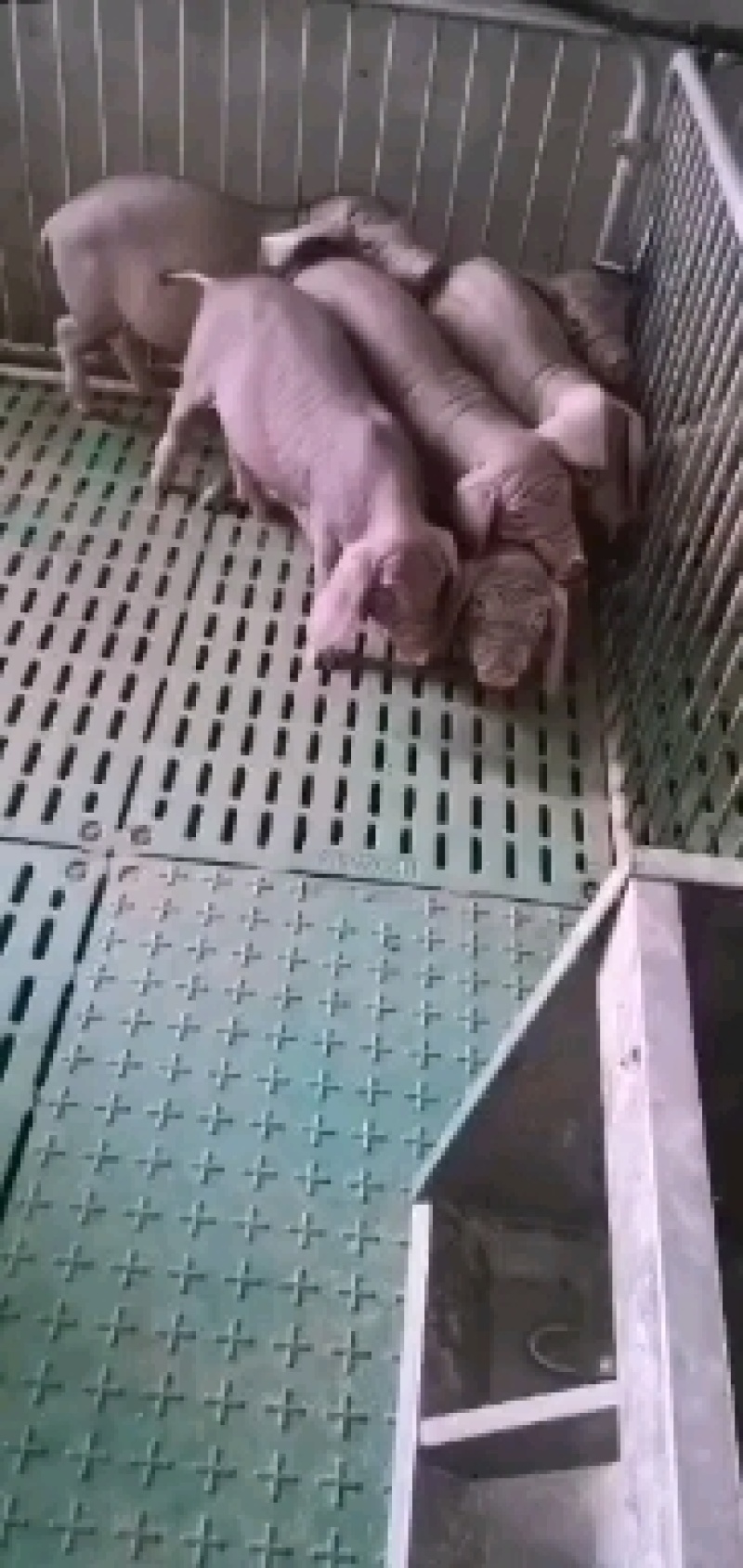 太湖母猪，品种繁多，产地直发支持视频看货，全国接单中