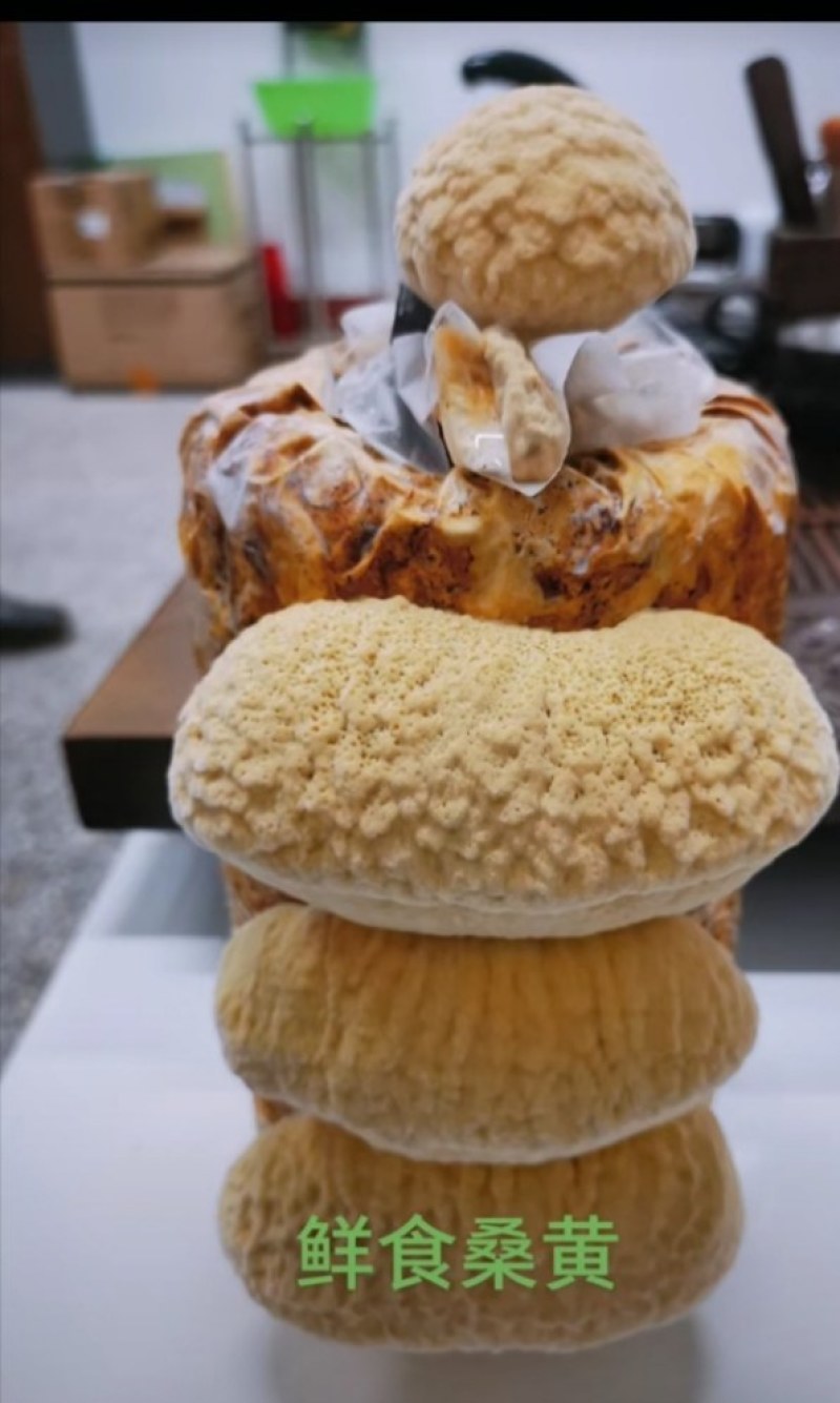 桑黄菌包西峡县科达菌种厂