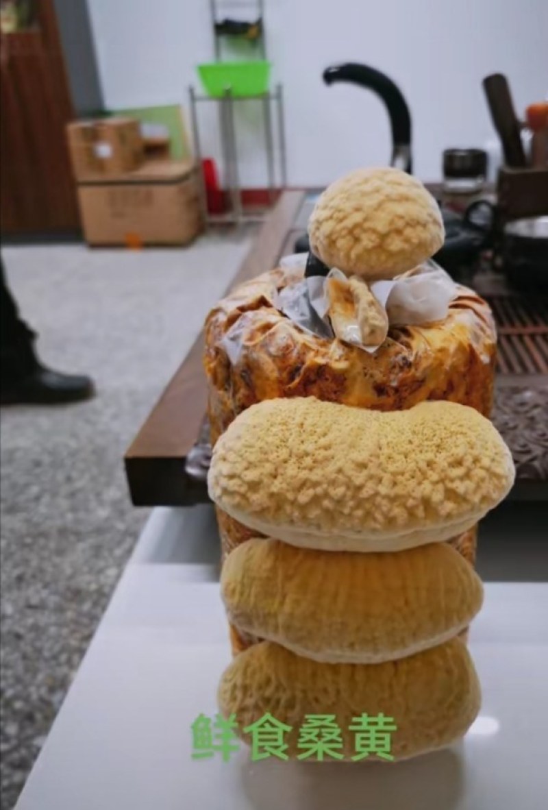 桑黄菌包西峡县科达菌种厂