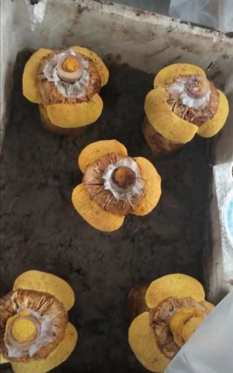 桑黄菌包西峡县科达菌种厂