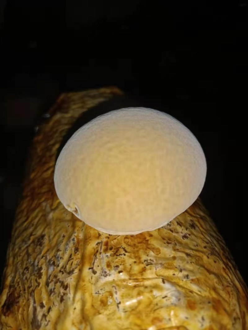 桑黄菌包西峡县科达菌种厂