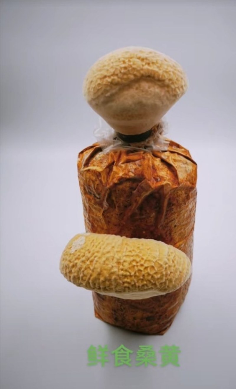 桑黄菌包西峡县科达菌种厂