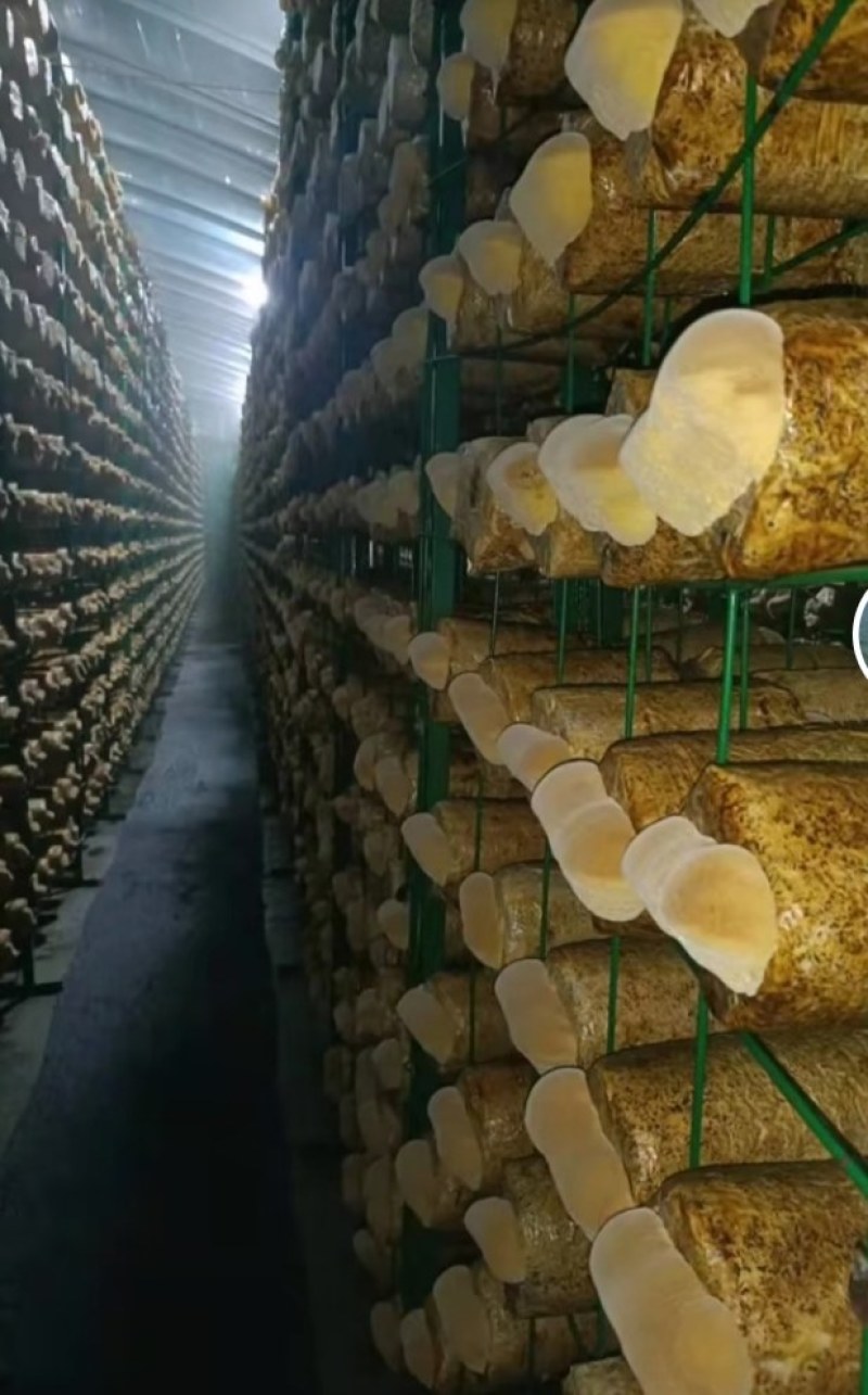 桑黄菌包西峡县科达菌种厂