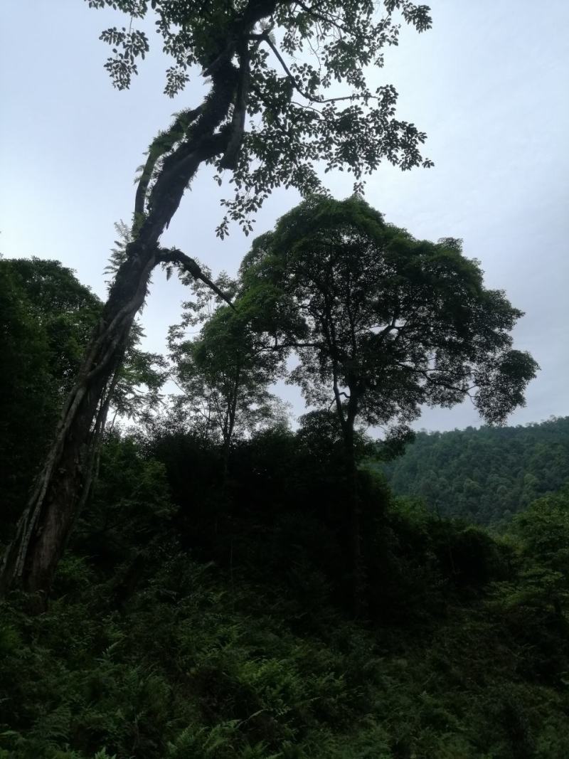 原始森林里的紫色茶