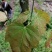 原始森林里的紫色茶