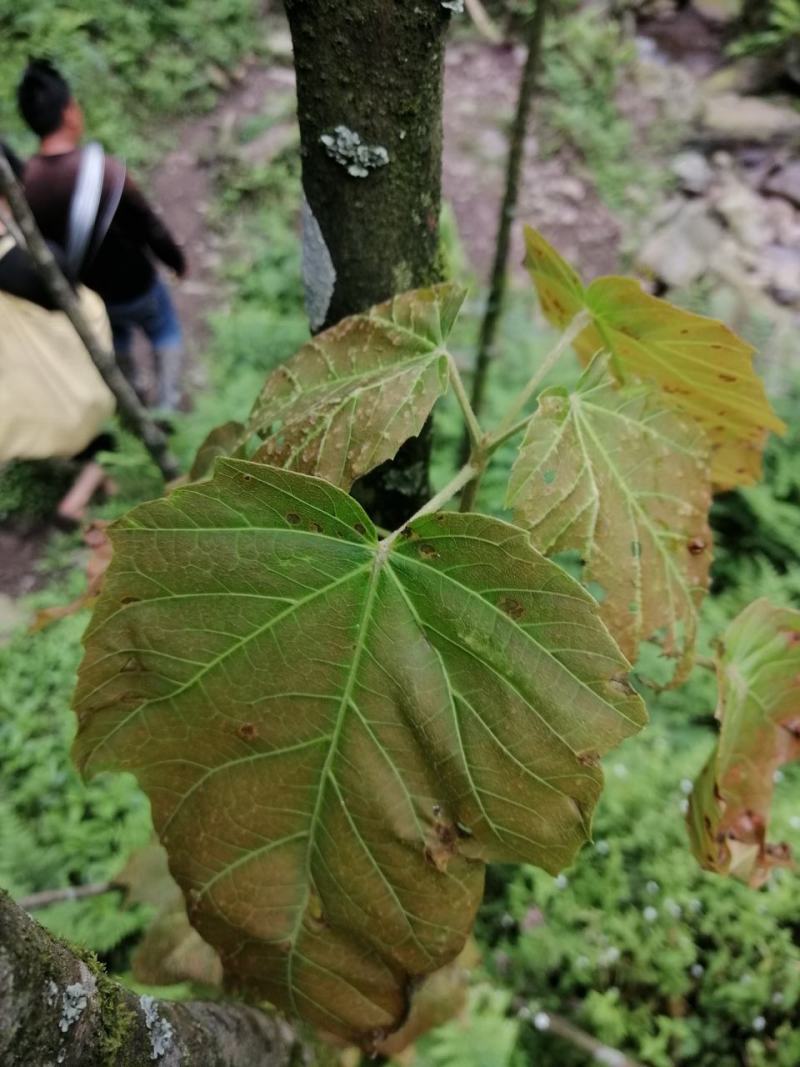 原始森林里的紫色茶