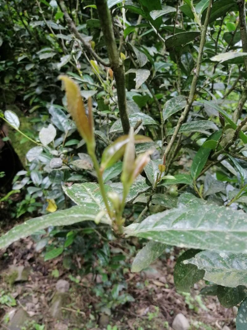 原始森林里的紫色茶