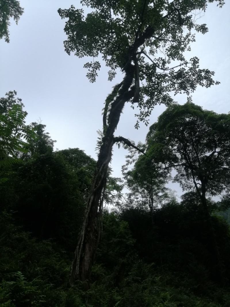 原始森林里的紫色茶