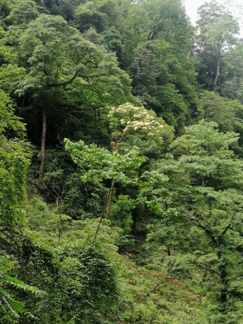 原始森林里的紫色茶