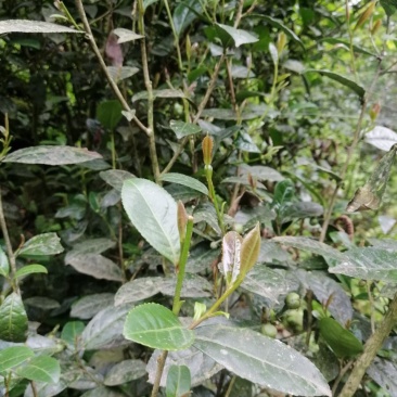 原始森林里的紫色茶