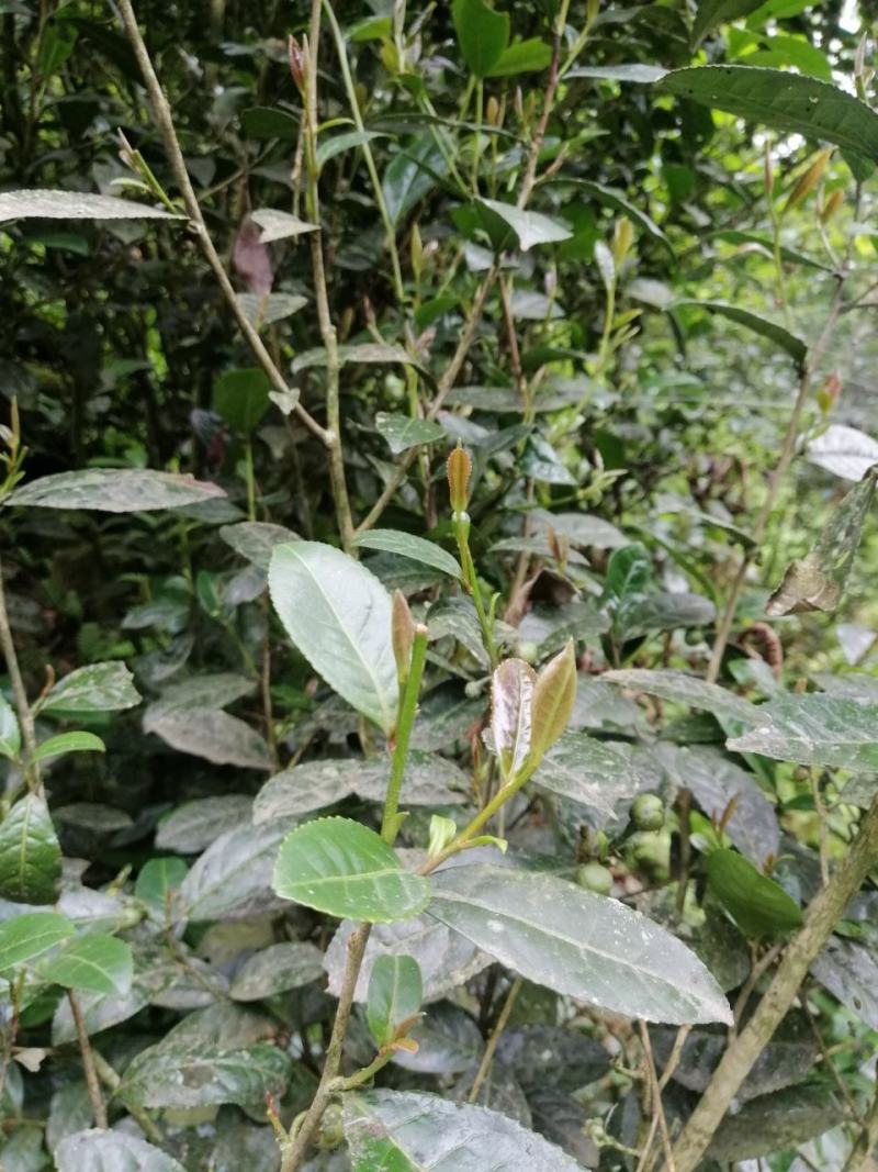 原始森林里的紫色茶