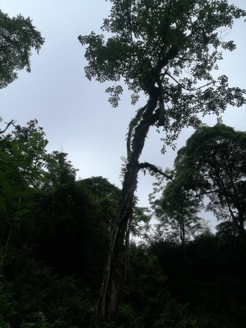 原始森林里的紫色茶