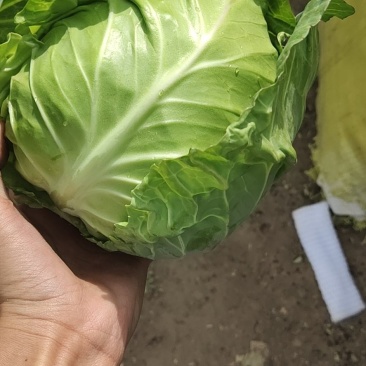 甘蓝