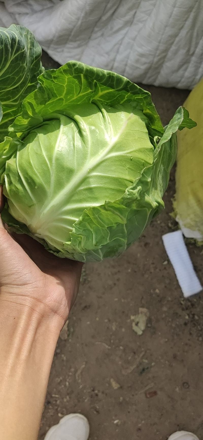 甘蓝
