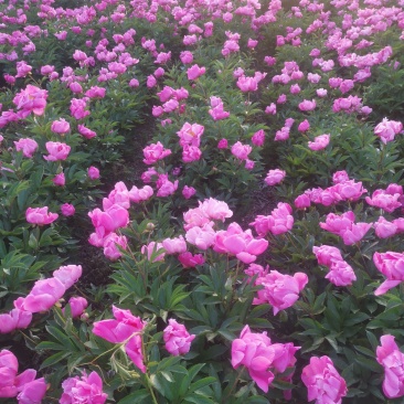 优质白芍芽，3个芽头以上可观赏可入药，种植简单易管理
