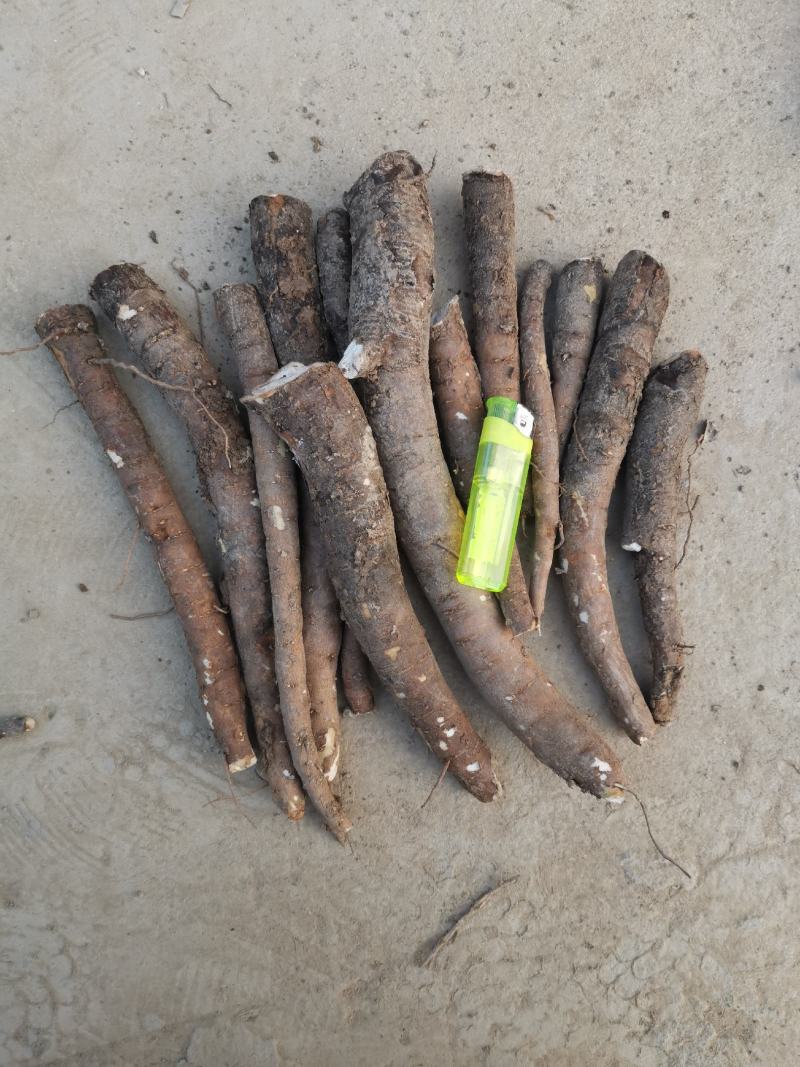 优质白芍芽，3个芽头以上可观赏可入药，种植简单易管理
