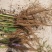 优质白芍芽，3个芽头以上可观赏可入药，种植简单易管理