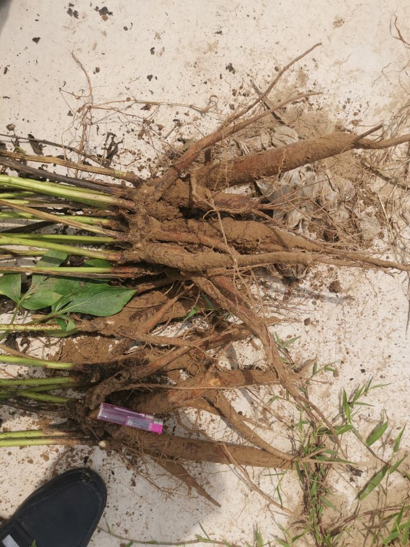 优质白芍芽，3个芽头以上可观赏可入药，种植简单易管理