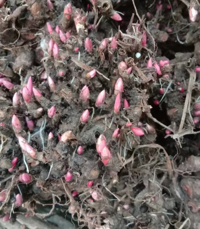 优质白芍芽，3个芽头以上可观赏可入药，种植简单易管理