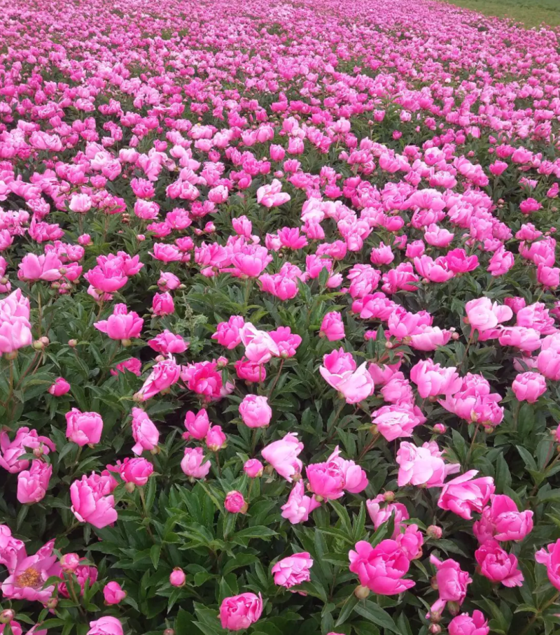 优质白芍芽，3个芽头以上可观赏可入药，种植简单易管理