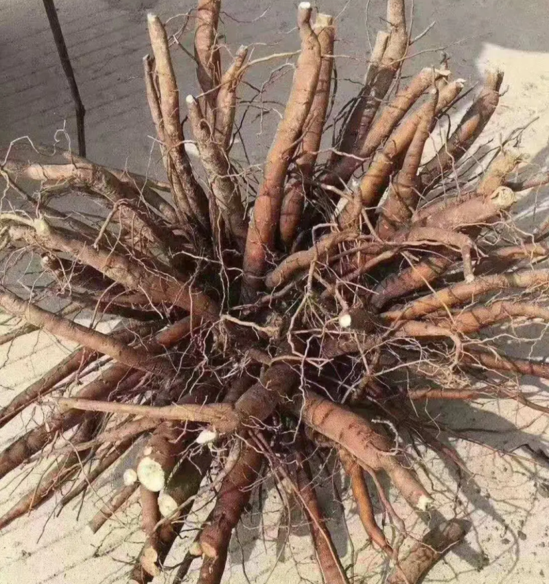 优质白芍芽，3个芽头以上可观赏可入药，种植简单易管理