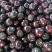 园茄子