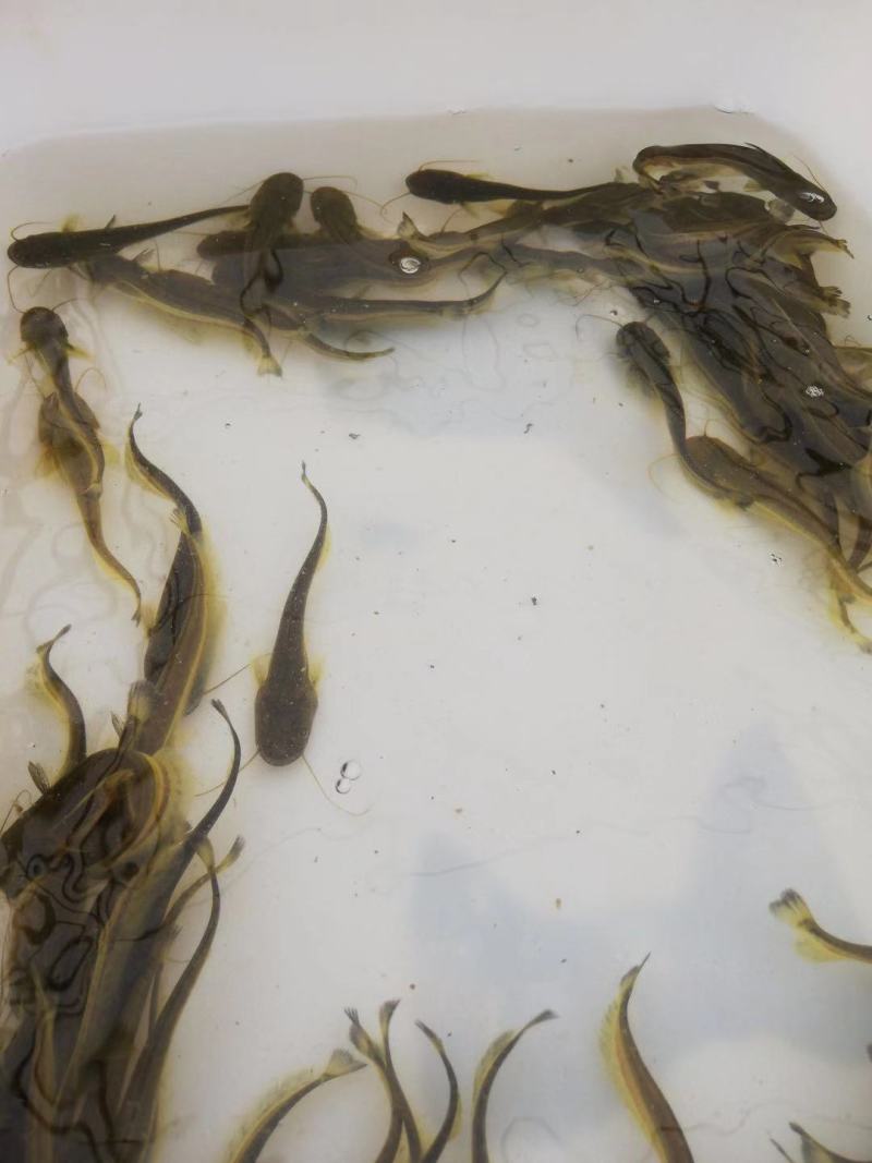 热卖《大口鲶鱼苗》产地直供包运输下塘提供技术货到付款