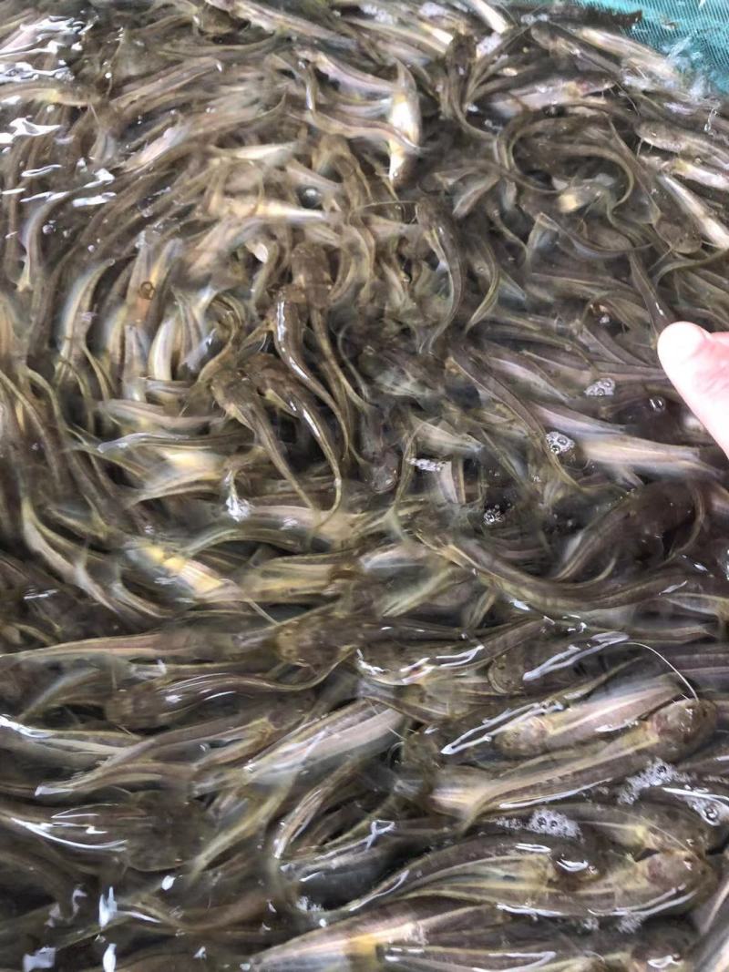 热卖《大口鲶鱼苗》产地直供包运输下塘提供技术货到付款