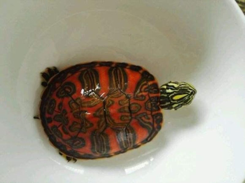 火焰龟，🐢草龟，巴西龟，甲鱼需要的来咨询吧