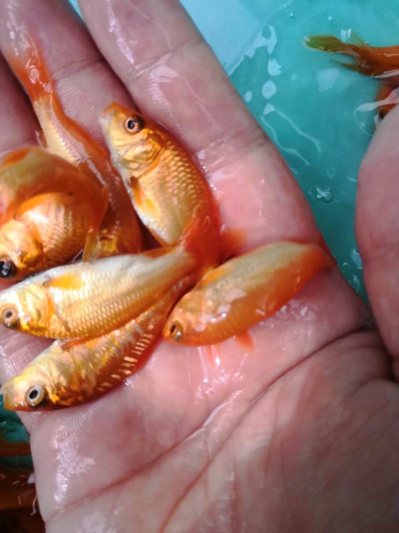 红鲤鱼苗，场地直销快大良种苗，全国发货，欢迎订购。