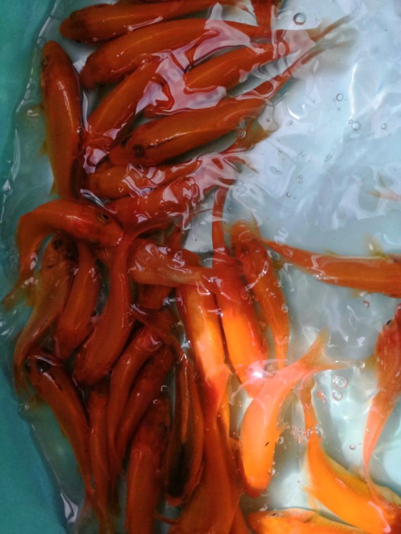 红鲤鱼苗，场地直销快大良种苗，全国发货，欢迎订购。