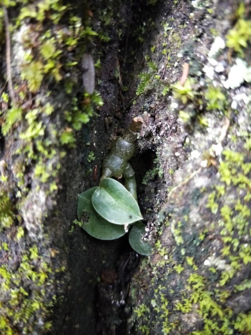 石蚕(石上藕)稀有植物(量不多)