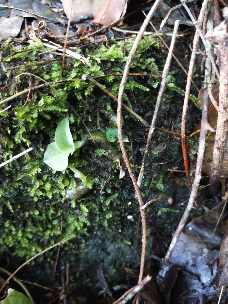 石蚕(石上藕)稀有植物(量不多)